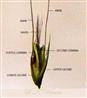  Spikelet